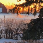Winter's Golden Hour on the Farm