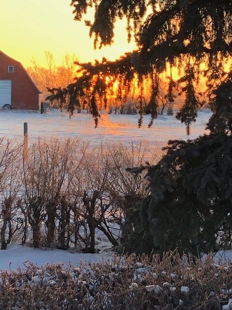 Winter's Golden Hour on the Farm