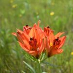 Prairie Fire — Lilies in the Summer Meadow