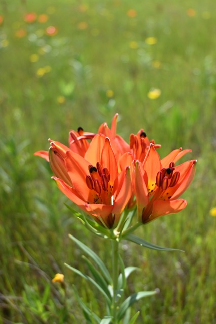 Prairie Fire — Lilies in the Summer Meadow